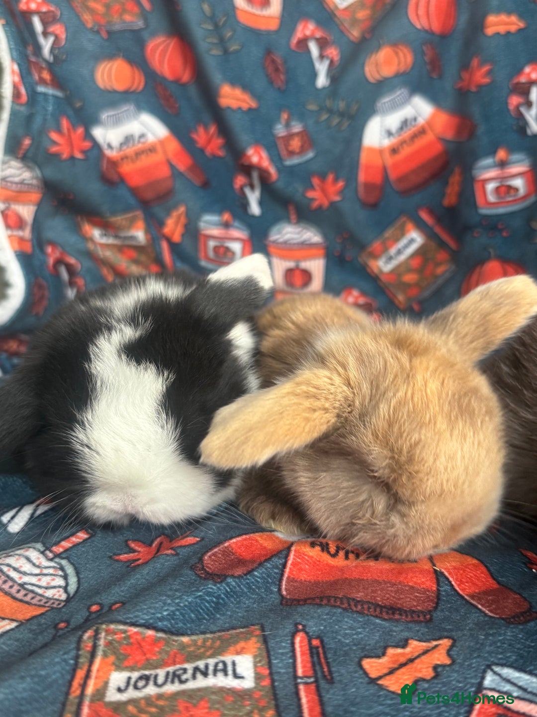 Mini Lop rabbits for sale: Outstanding mini lop litter - Advert 3