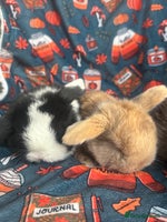 Mini Lop rabbits Outstanding mini lop litter - Advert 3