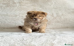 Chow Chow dogs for sale: Exotic colour chowsky puppies for sale  - Image 12