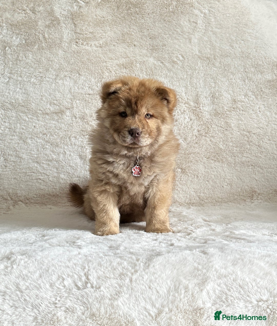 Chow Chow dogs for sale: Exotic colour chowsky puppies for sale  - Image 12