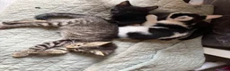 British Shorthair cats for sale: Kittens  - Advert 2