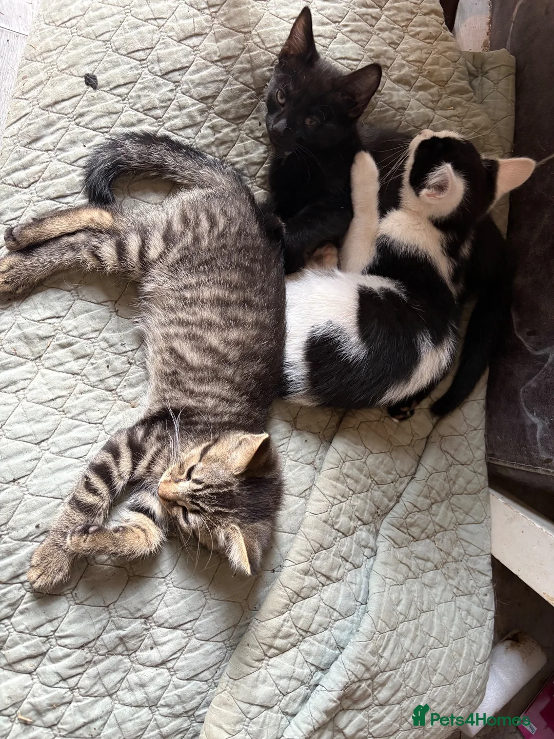 British Shorthair cats for sale: Kittens  - Advert 2