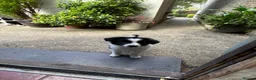 Border Collie dogs for sale: 2 border collie Pups- Ready to go now! - Advert 25