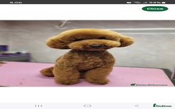 Cockapoo dogs for sale: Gorgeous Cockapoos Health Tested Parents - Image 10