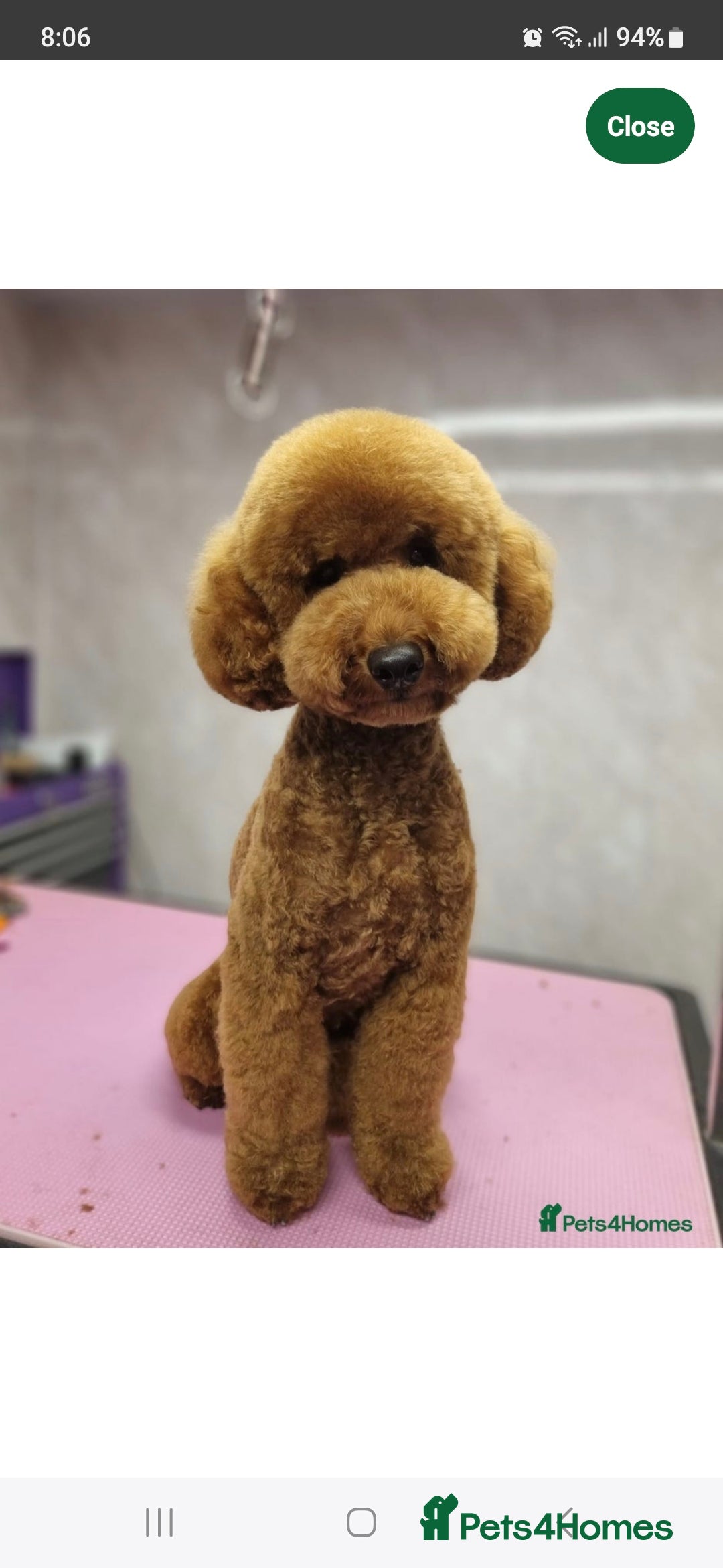 Cockapoo dogs for sale: Gorgeous Cockapoos Health Tested Parents - Image 10