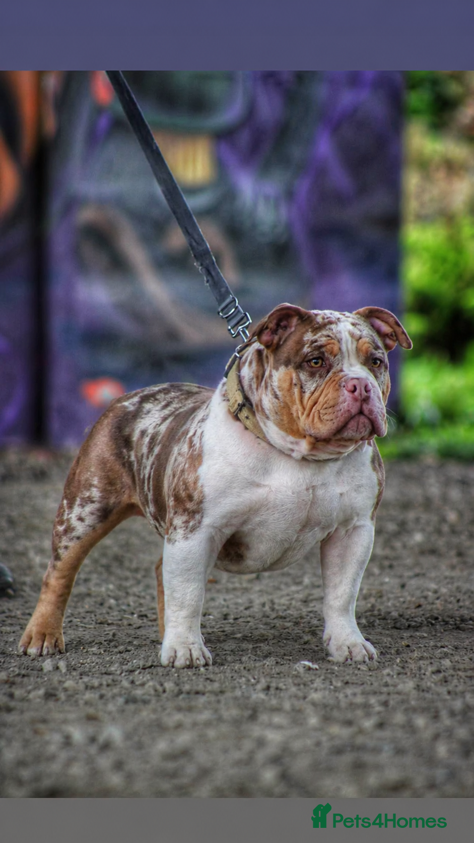 American Bully dogs for stud: Micro bully EDDIE MUPRHY  - Advert 3