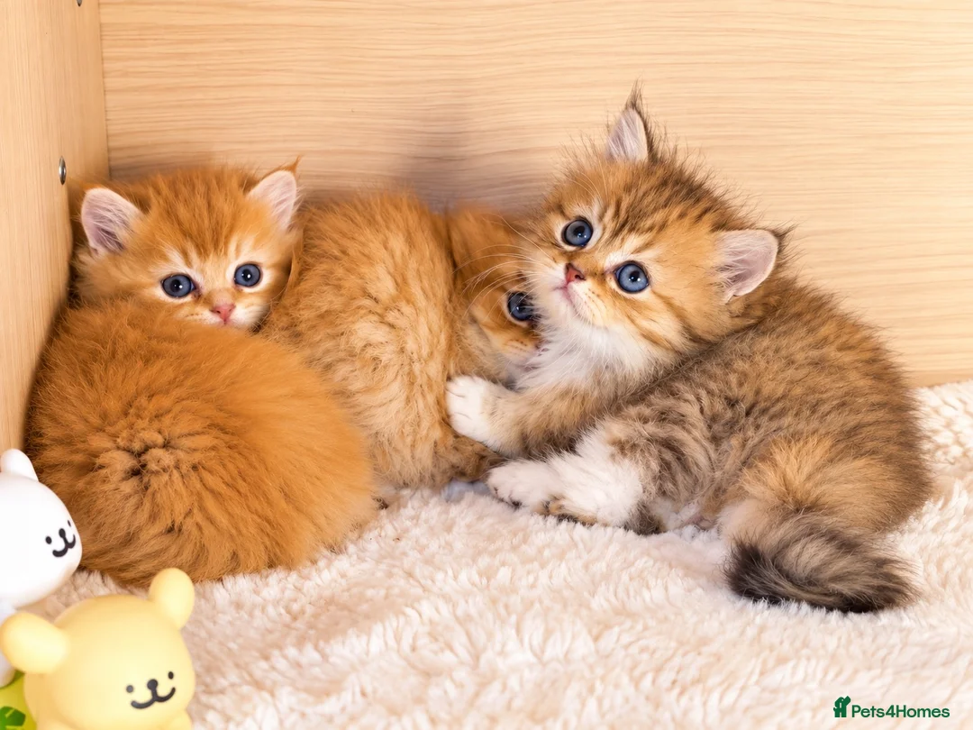 British Longhair cats for sale: BLH Golden Shaded Kittens Looking4 Forever Homes - Advert 1