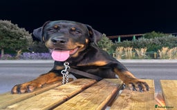 Rottweiler dogs for sale: Rottweiler  - Image 5