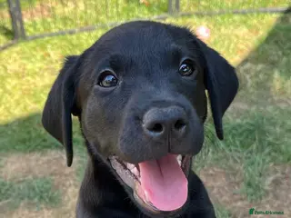 Labrador Retriever dogs Confident, Clever KC Working Labrador Puppies - Advert 3