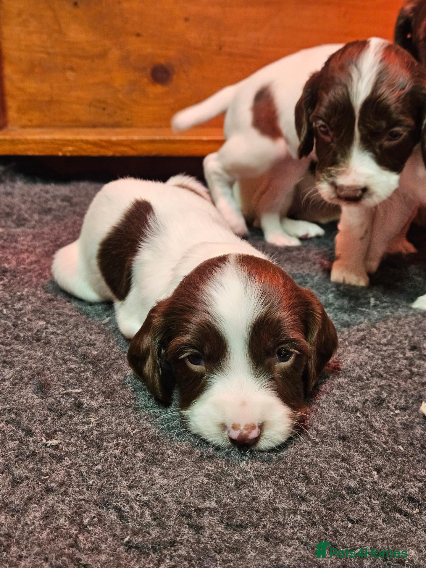 English Springer Spaniel dogs  KC REGISTERED ENGLISH SPRINGER SPANIEL PUPPIES  - Advert 2