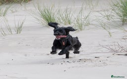 Cocker Spaniel dogs for sale: Beautiful Cocker Spaniel Puppies - Image 16