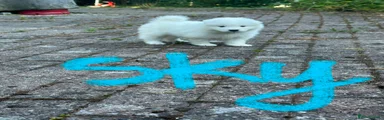 Samoyed 3 SKY Light Blue Boy