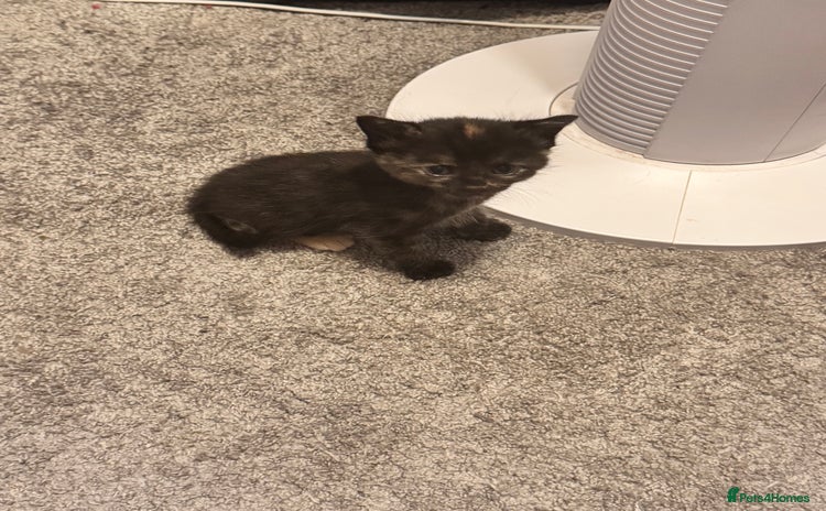British Longhair cats - Advert 8