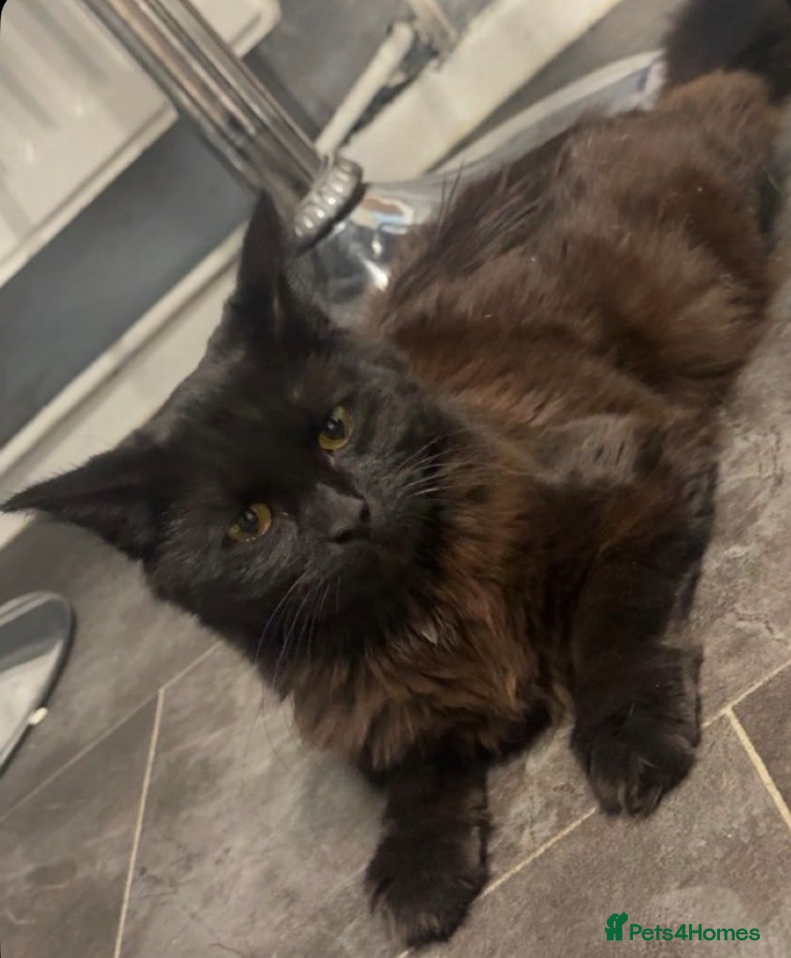 Ragdoll cats Ragdoll X Tabby  - Advert 1