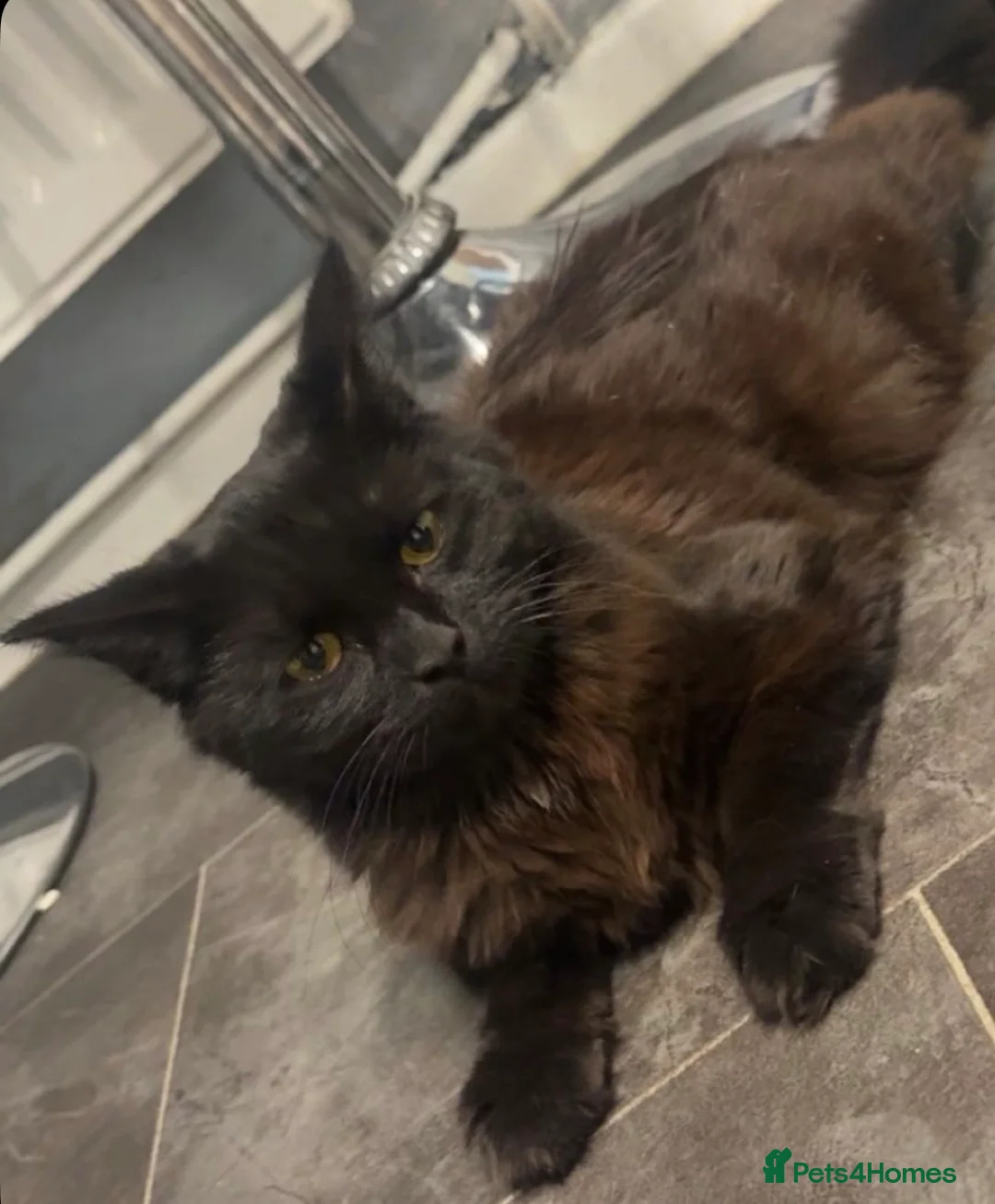 Ragdoll cats for sale: Ragdoll X Tabby  - Advert 1