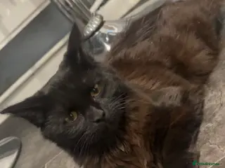 Ragdoll cats Ragdoll X Tabby - Advert 1