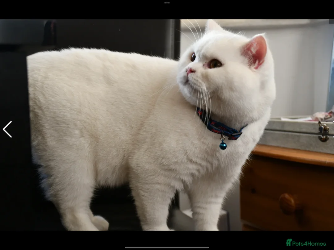 British Shorthair cats for sale: British Shorthair Male  in Yeovil - Advert 2