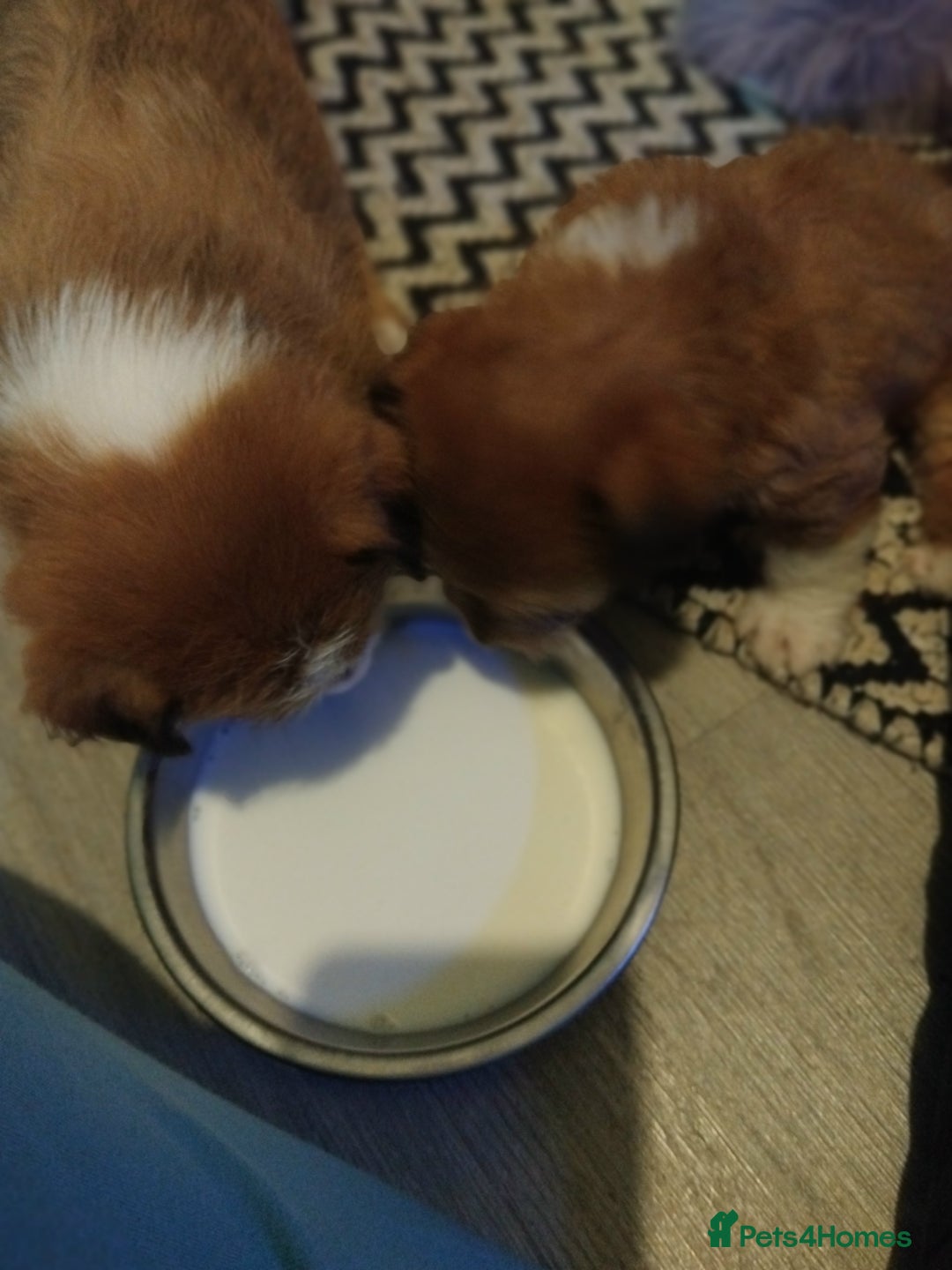 Mixed Breed dogs for sale: Beautiful YorkieRussell pups for sale! Small size  - Image 9