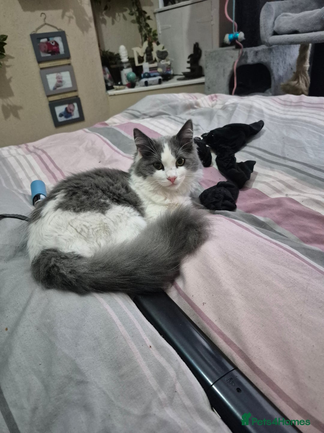 Ragdoll cats for sale: 💥😻 ragdoll x domestic boy 😻💥 - Advert 4