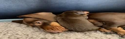 Miniature Dachshund dogs for sale: Two Miniature Dachshund Boys 🩵🐾 - Advert 6