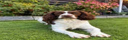 English Springer Spaniel dogs for stud: 🏆🐾 STUD DOG AVAILABLE – MILO 🐾🏆 in Hull - Advert 2
