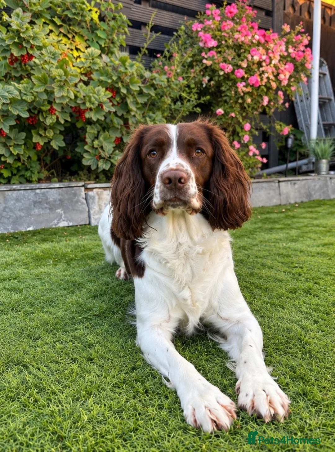 English Springer Spaniel dogs for stud: 🏆🐾 STUD DOG AVAILABLE – MILO 🐾🏆 in Hull - Advert 2