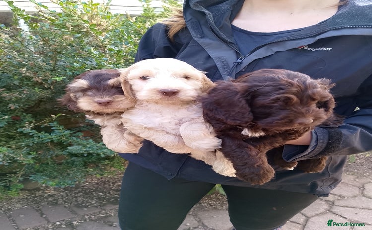 Cockapoo dogs - Advert 2