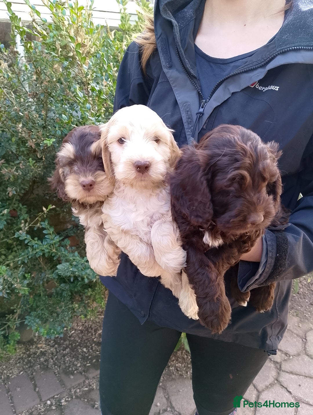 Cockapoo dogs for sale: F1 Chocolate Choc/Tan and Gold Cockapoo Puppies - Image 1
