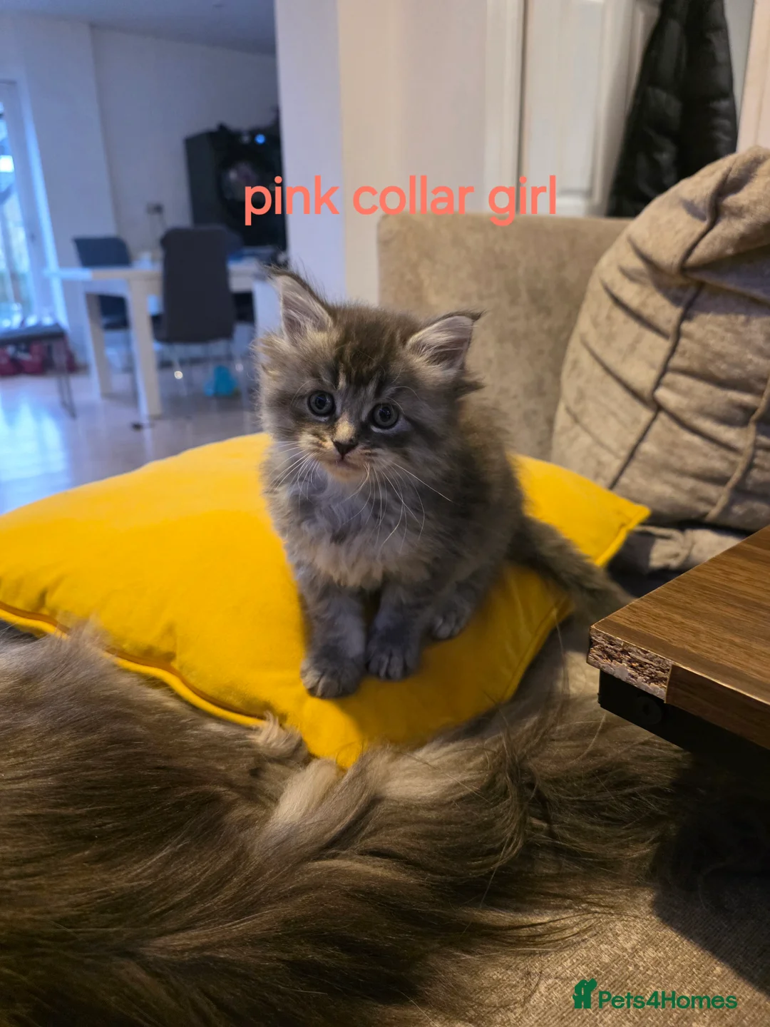 Maine Coon cats for sale: Pure maine coons kittens 2bs 3gs ready 14/2/26 - Advert 7