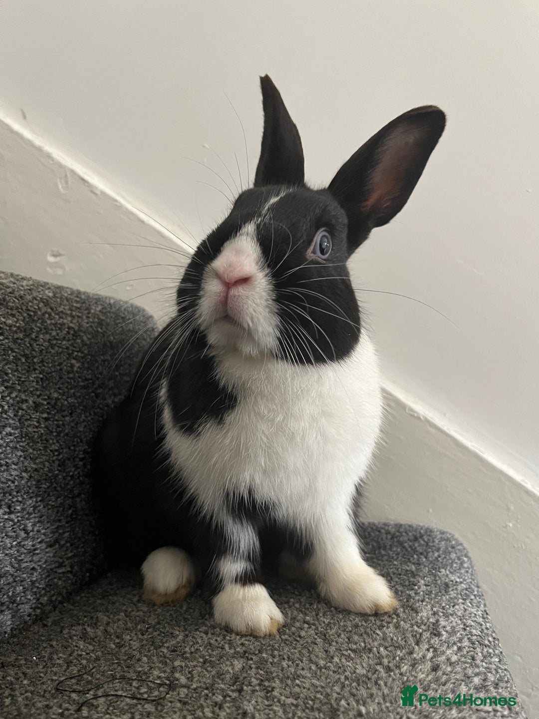 Mixed Breed rabbits for sale: Rabbit bond for sale - Advert 3