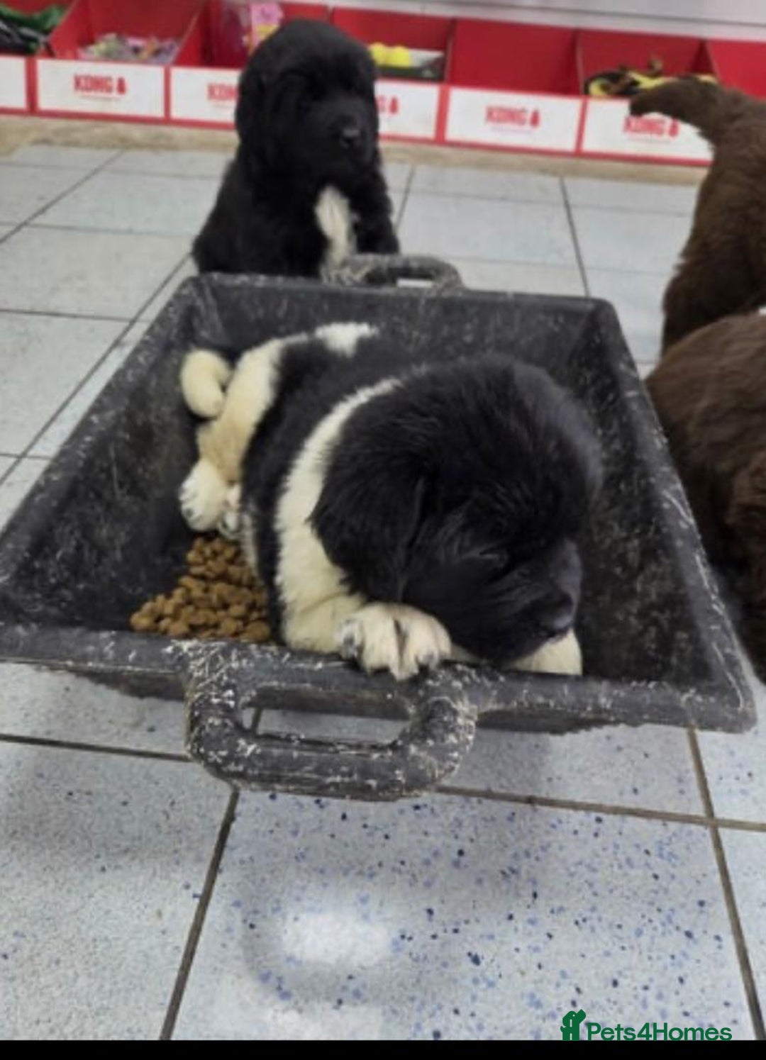 Newfoundland dogs for sale: Playful Newfoundland Puppies Available  - Image 6