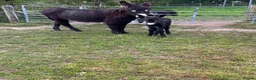 Donkey livestock for sale: Jack donkey foal  - Advert 5