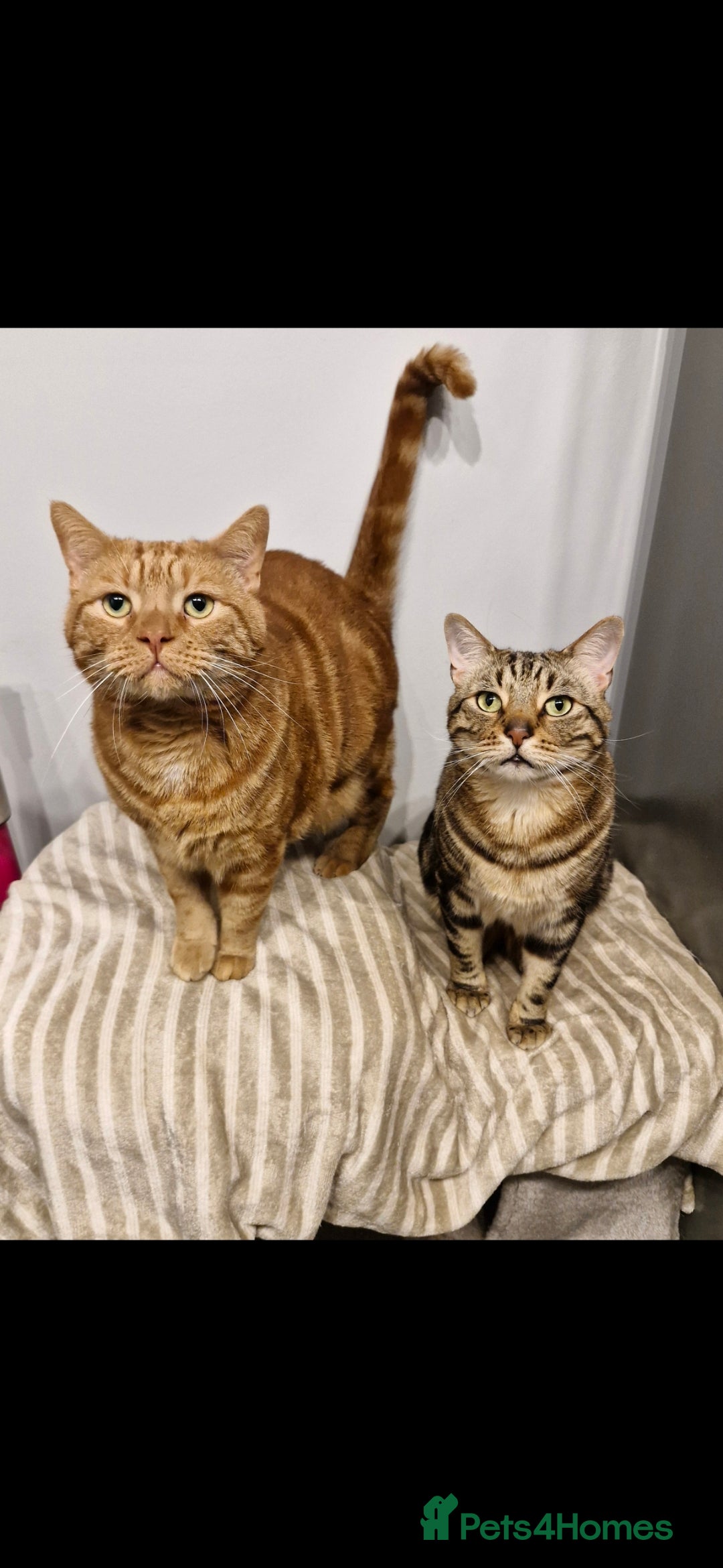 Mixed Breed cats for sale: X2 cats  **   - Advert 1