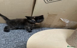 Mixed Breed cats for sale: Mixed breed domestic and Scottish fold  - Image 5