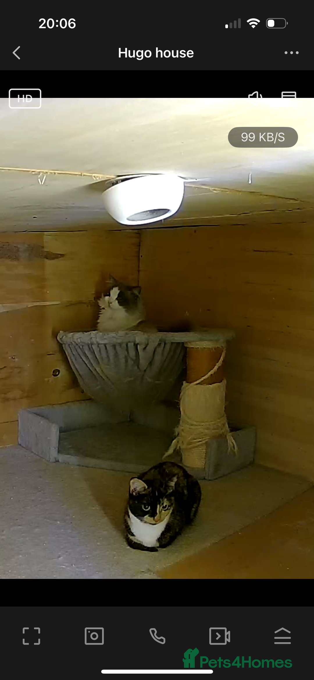 Ragdoll cats for stud: GCCF Blue Bicolour Ragdoll stud - Advert 2