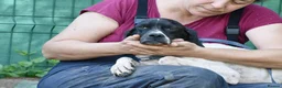 Pointer dogs for adoption: Dunia - Advert 6