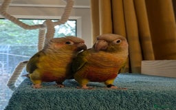 Conures birds for sale: Pineapple conures looking for new home.  - Image 9