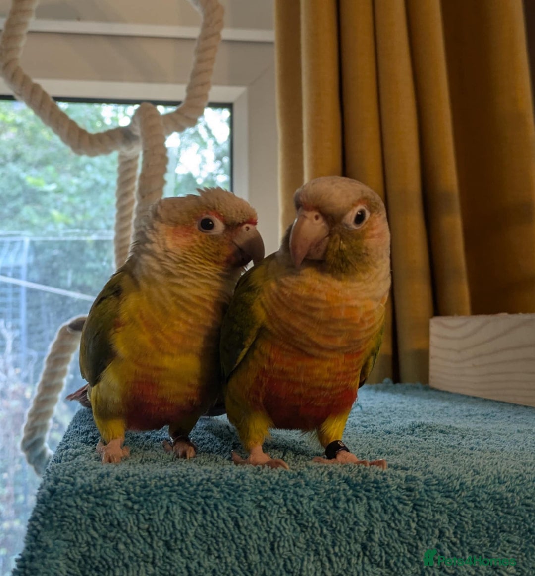 Conures birds for sale: Pineapple conures looking for new home.  - Image 9
