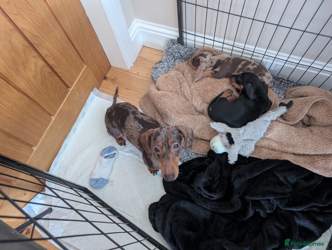 Miniature Dachshund dogs for sale: Stunning Miniature Daschounds Puppies  - Image 13