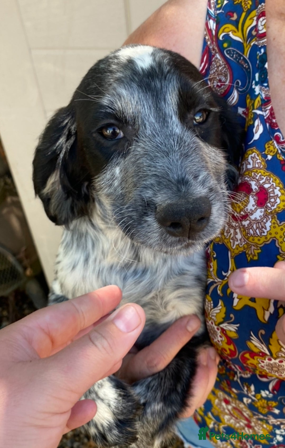 Sprocker dogs for sale: Beautiful sprocker spanials  - Image 6
