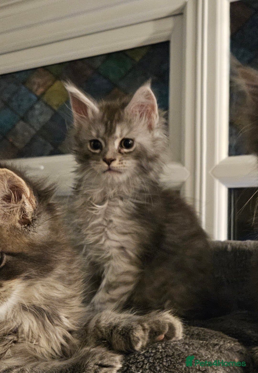 Maine Coon cats for sale: HIGH SILVER EHITE  GIRL ✨TICA REG BREEDER - Image 10