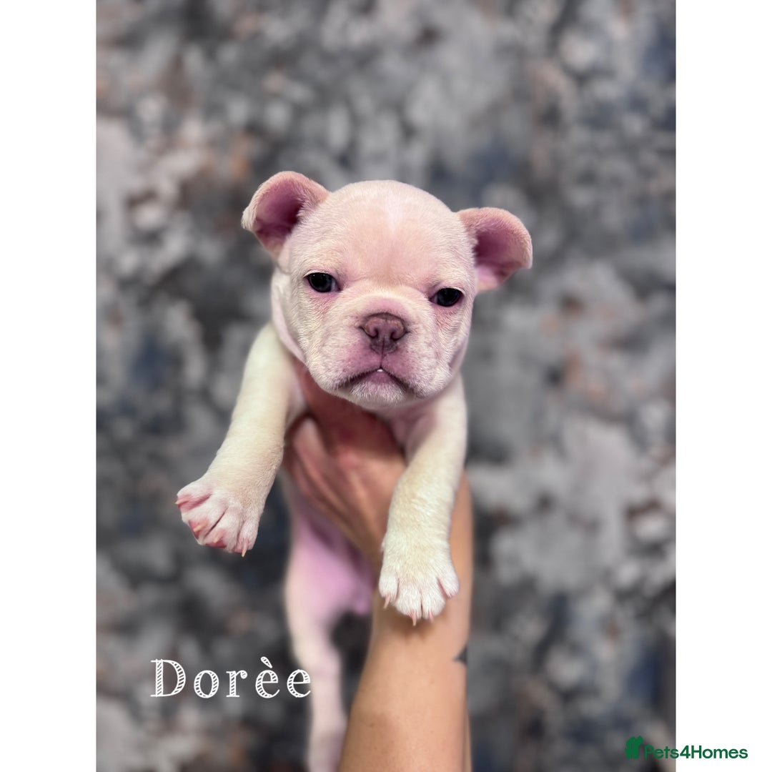 French Bulldog dogs for sale: Last 2 girls left! KC registered French Bulldogs - Advert 6