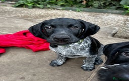 German Wirehaired Pointer dogs for sale: Sweet natured German Wirehaired Pointer boy  - Image 1
