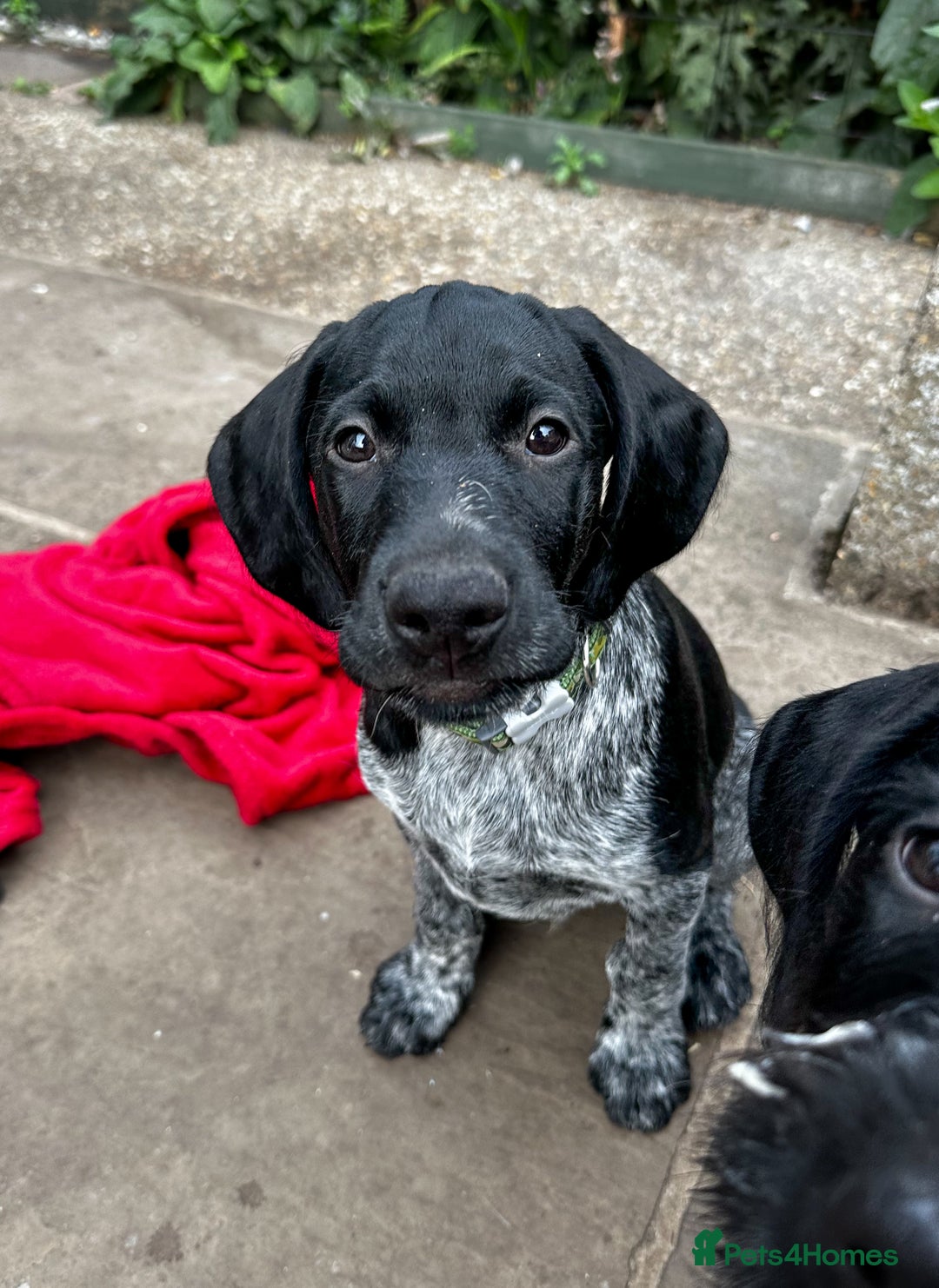 German Wirehaired Pointer dogs for sale: Sweet natured German Wirehaired Pointer boy  - Image 1