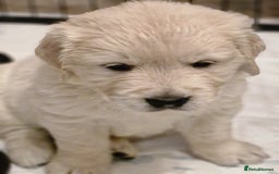 Golden Retriever dogs for sale: Golden retriever puppies  - Image 5