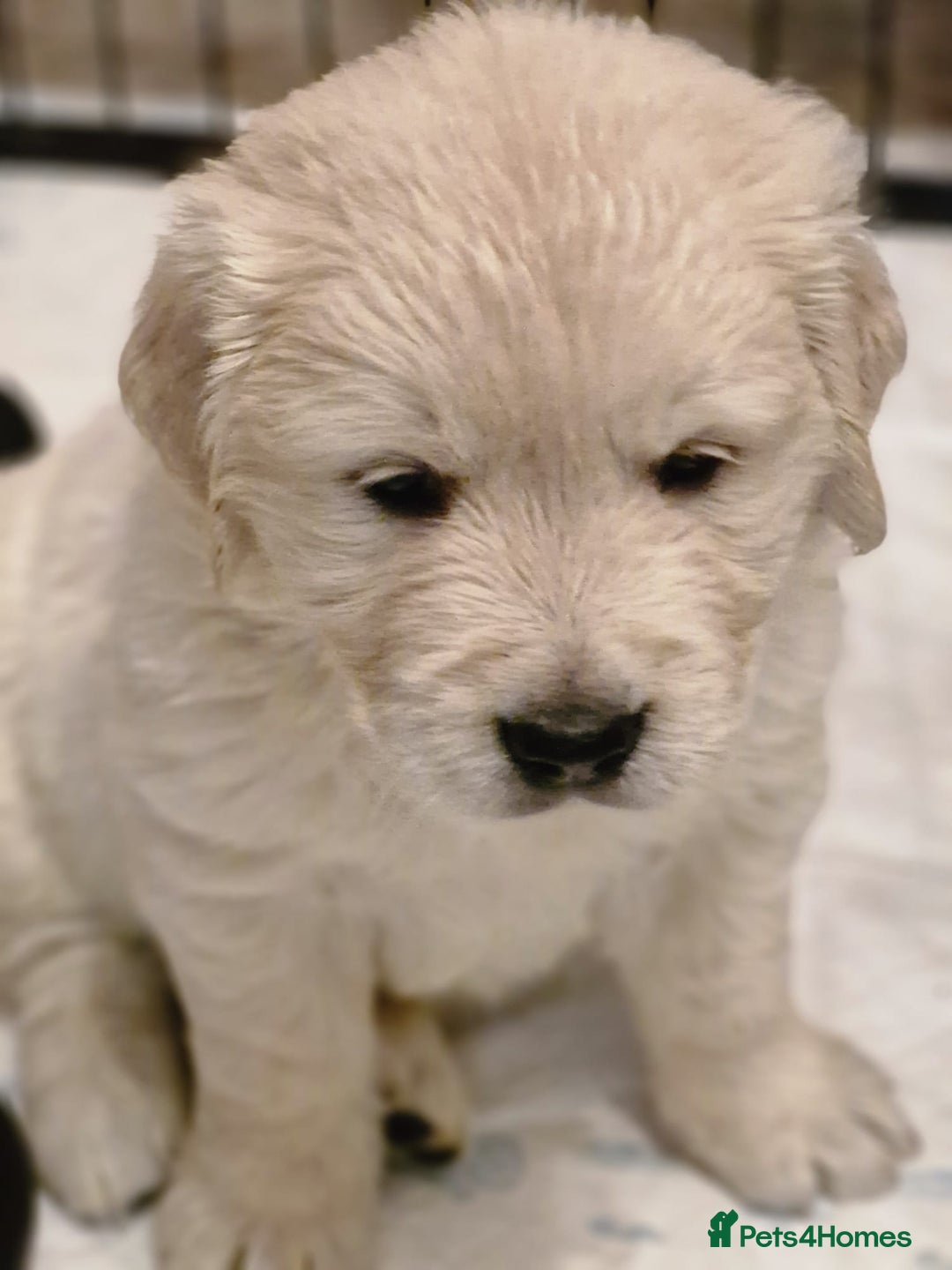 Golden Retriever dogs for sale: Golden retriever puppies  - Image 5