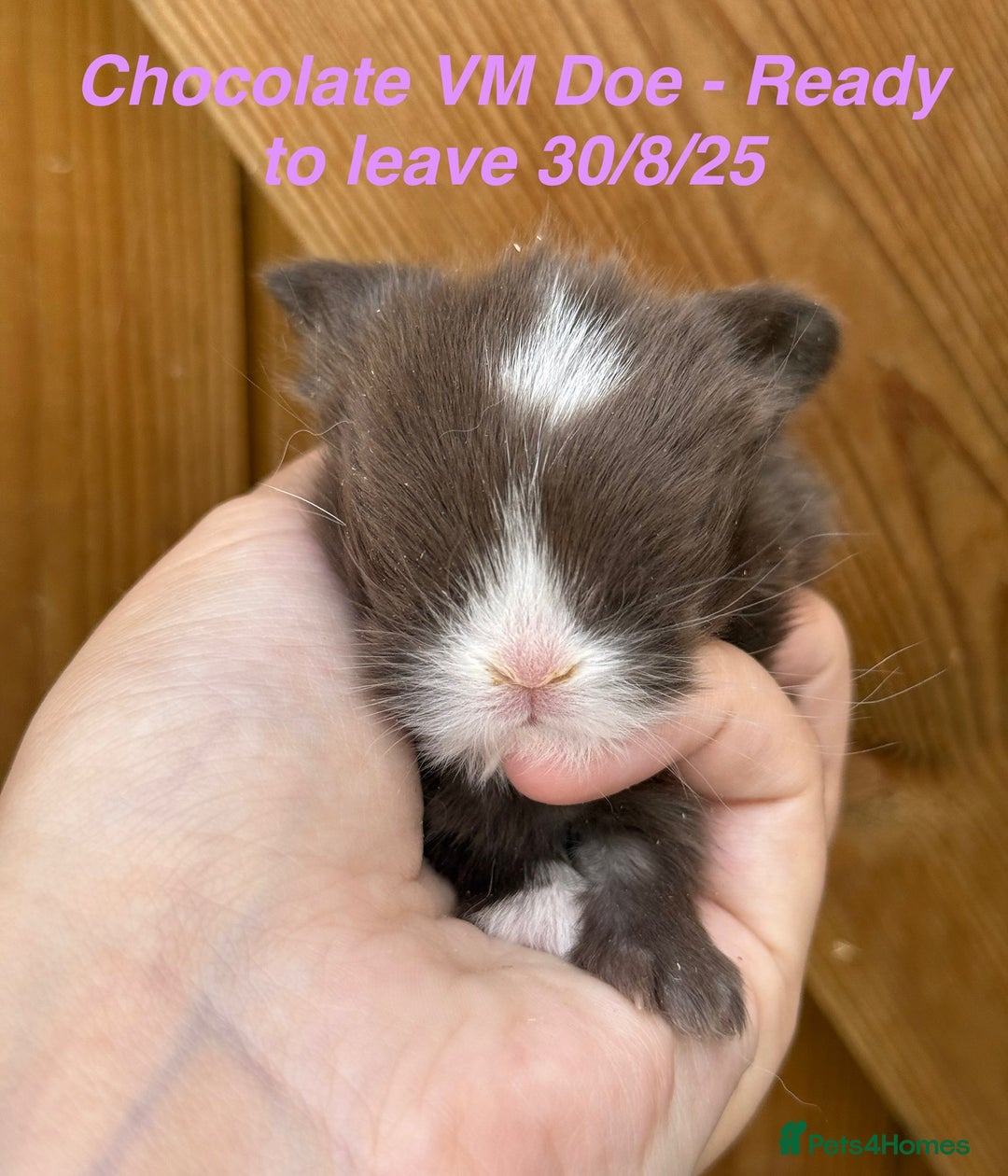 Mini Lop rabbits for sale: Mini Lops Bunnies. READ DESCRIPTION - Updated 22/7 in Chard - Image 33