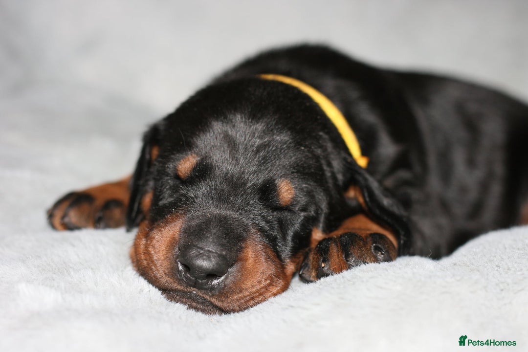 Dobermann dogs for sale: Evalesco Dobermanns - Advert 7