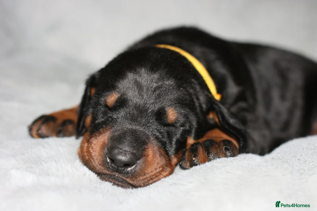 Dobermann dogs for sale: Evalesco Dobermanns - Advert 14