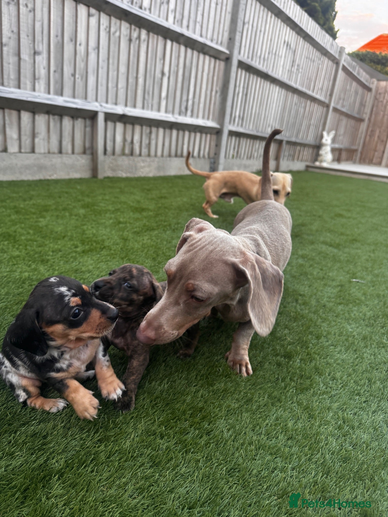 Miniature Dachshund dogs 9 Week Old Miniature Dachshund puppies - Advert 17